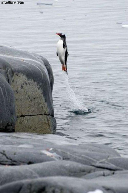  Létající tučňák 