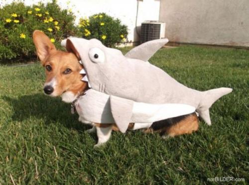  Pes vs. žralok 