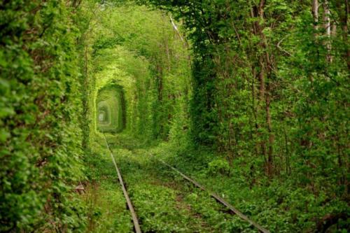  Tunel ze stromů 