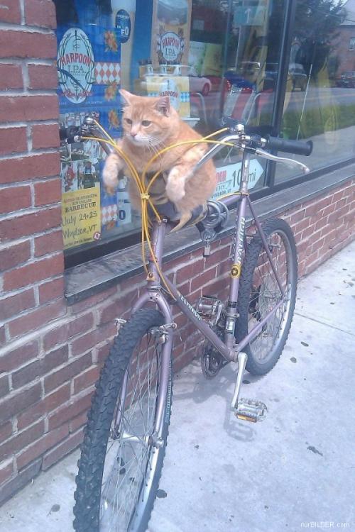 Kočka na kole
