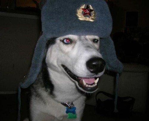 Pes voják