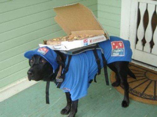  Pizzu doručuje pes 