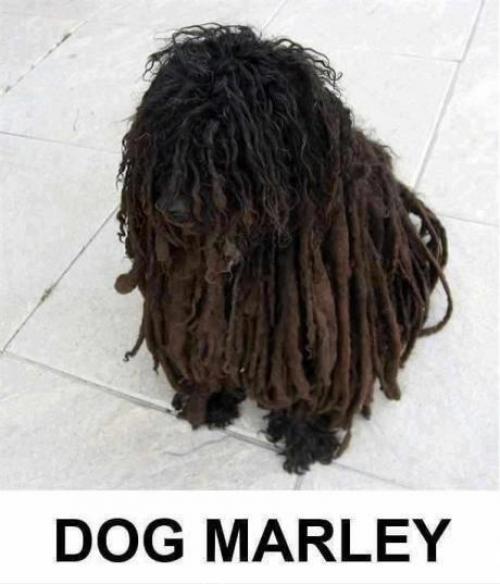  Dog/Bob Marley 