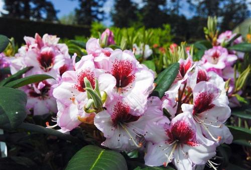  Rododendron 