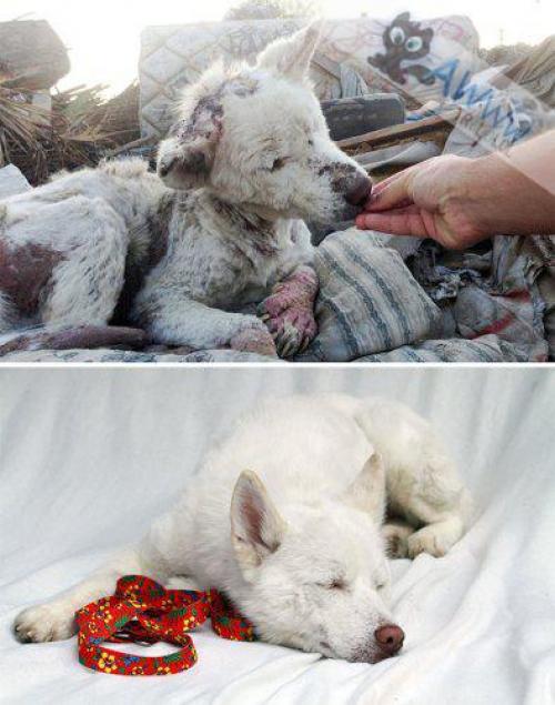  Každé zvíře si zaslouží spokojený život. Tohle jsou úžasné proměny zachráněných psů! 