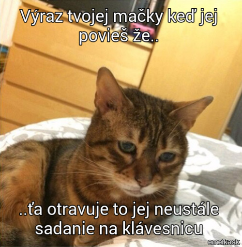  Kočka 