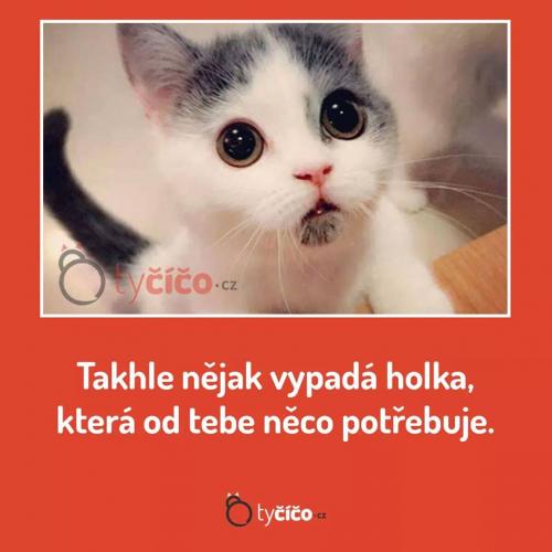 Co potřebuješ