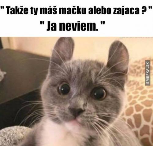  Kočka nebo zajíc? 