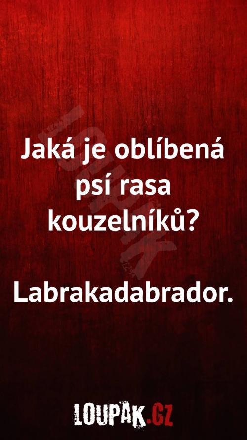  Jaká je oblíbená psí rasa kouzelníků 