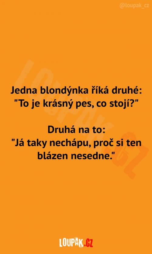  Krásný pes, co asi stojí 