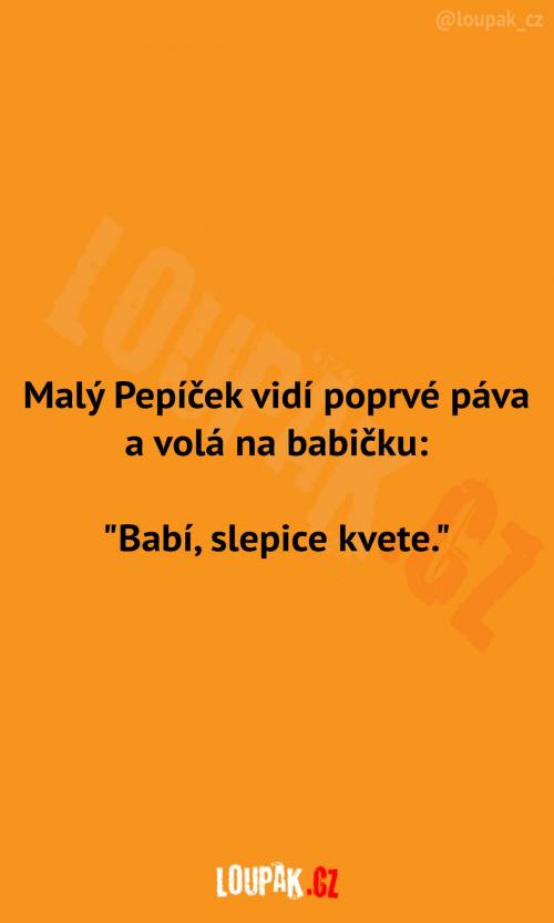  Pepíček vidí páva poprvé 