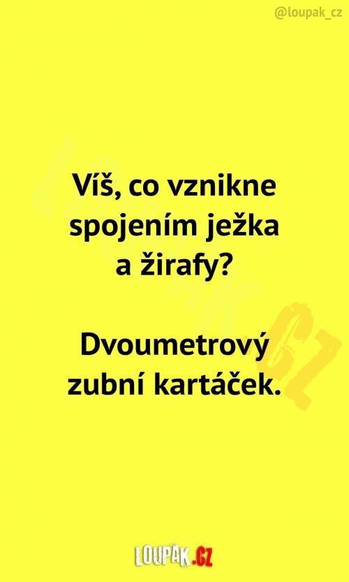 Spojení ježka a žirafy