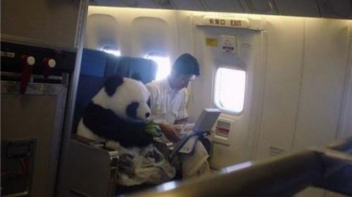 Panda v letadle
