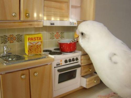  Papoušek vaří 