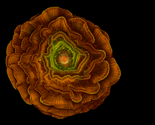  Semeno rostliny stračky - Sahar Khodaverdi [Pod mikroskopem] 