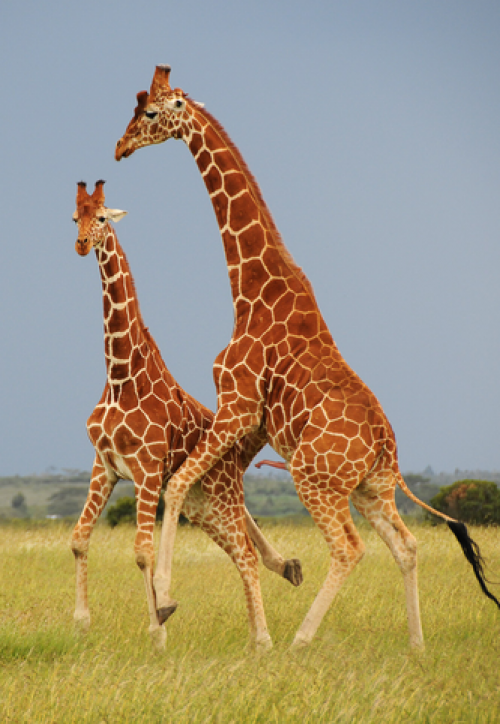  Žirafí hrátky dvou samců 