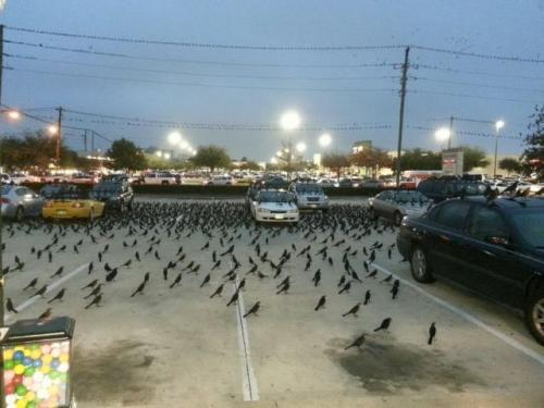 Invaze ptáků začala