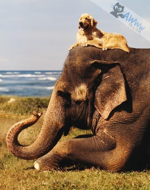 Zlatý retrívr a jeho sloní kamarád 