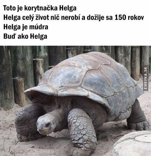  Želva Helga 