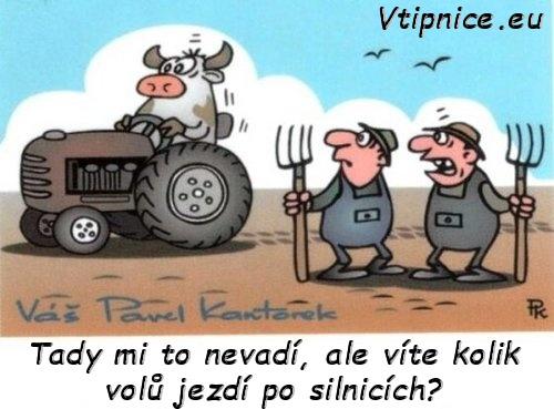  Volové na silnici  