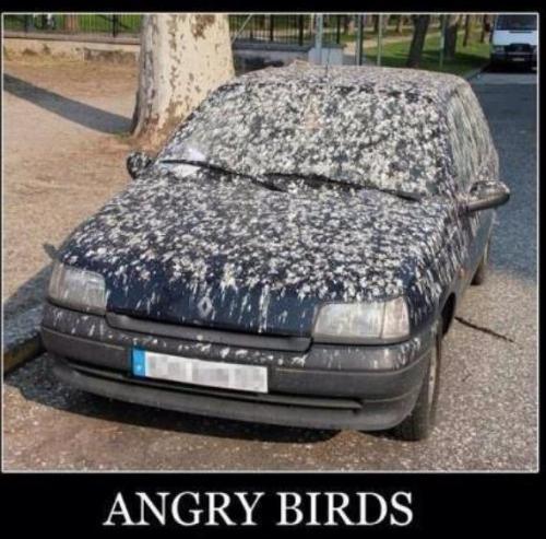  Angry birds v reálu 