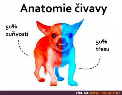  Nejenom čivavy, podle mě tuhle anatomii má každý malý pes 