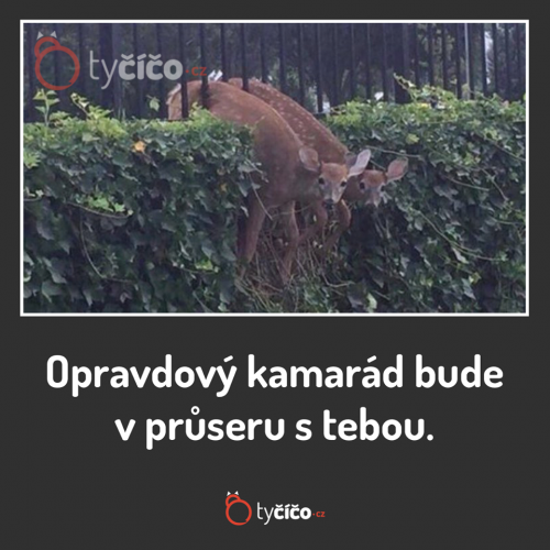  Kamarád 