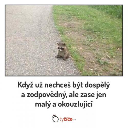  Dospělost 