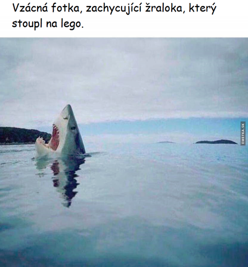  Žralok, co stoupl na lego 