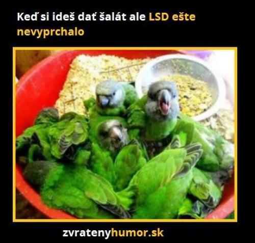  LSD a salát 