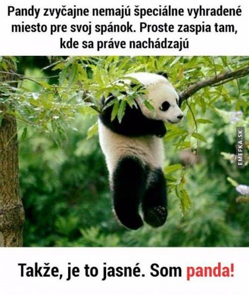  Pandy 