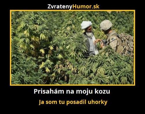 Přísahám!