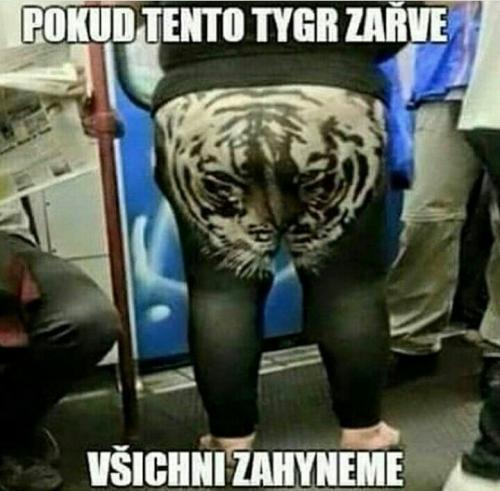  Tygr 