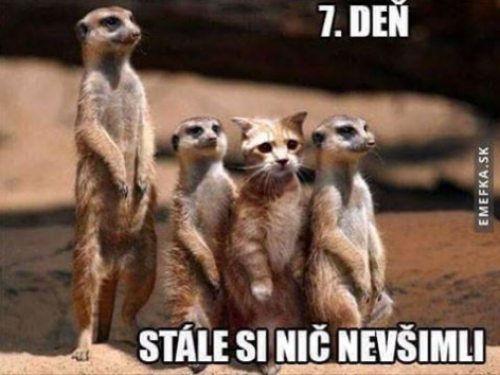  Stále nic 