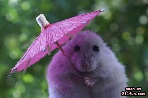 Myší deštník