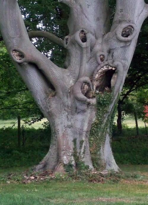  Nejstrašidelnější strom 