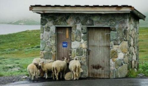 Ovce u záchodu