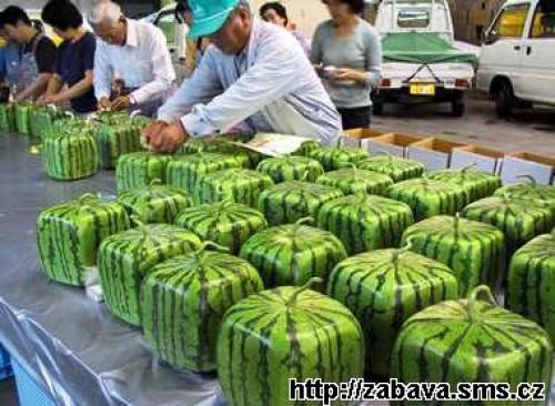  Nové čtvercové tvary melounů 