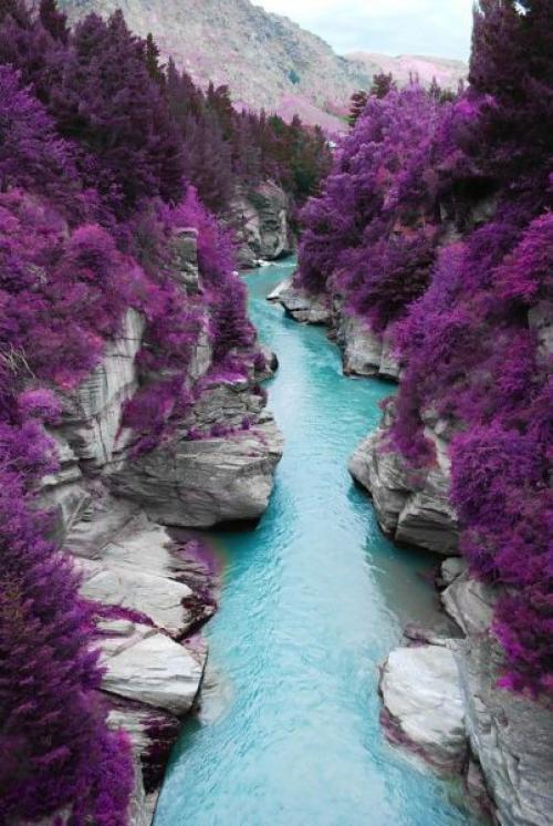  Řeka vs. fialový porost 