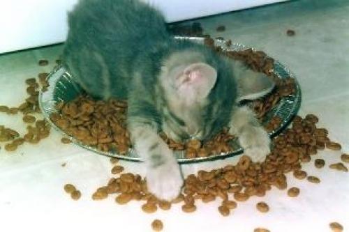  Kočička a jídlo 