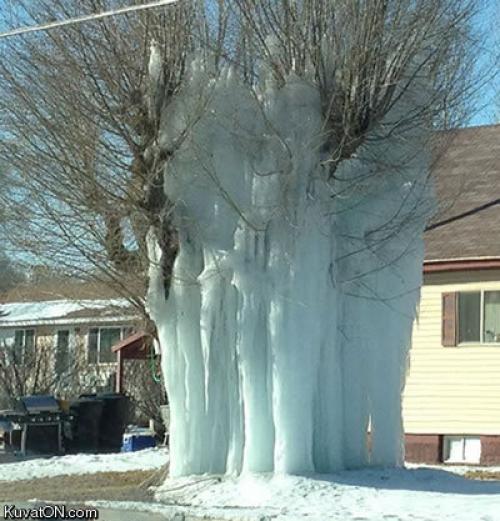  Ledový strom! 