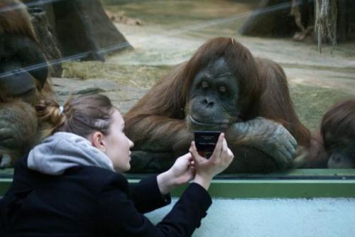  Opičák si čte v mobilu 