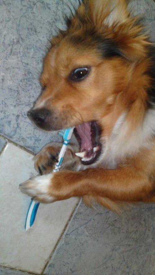  Pes si čistí zuby 