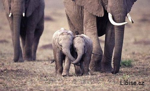  Sloní láska :)  