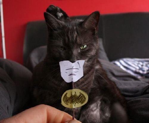 Kočka batman