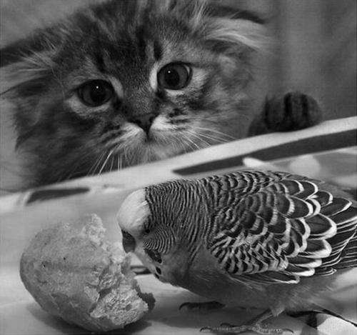  Kočka a papoušek 