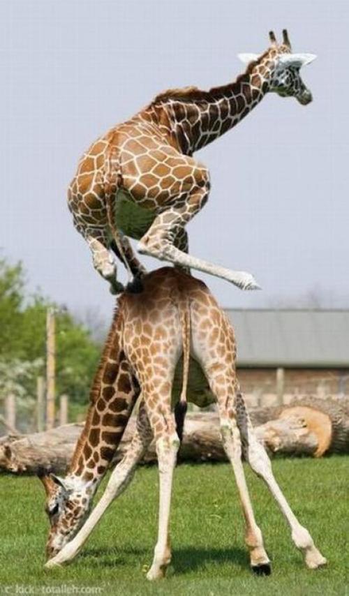 Žirafa na žirafě