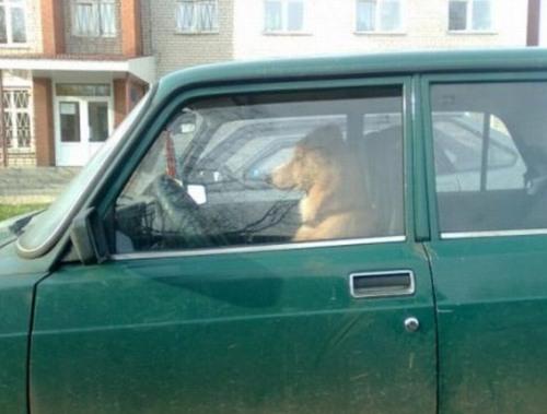  Pes řidič 