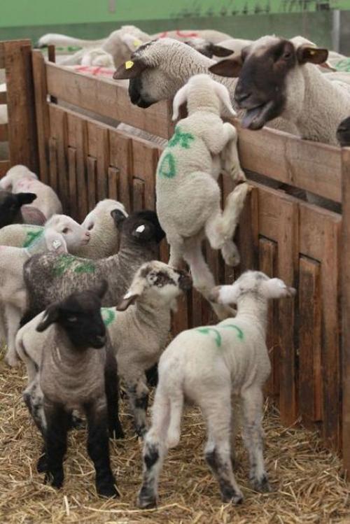  Ovce přelézá plot 