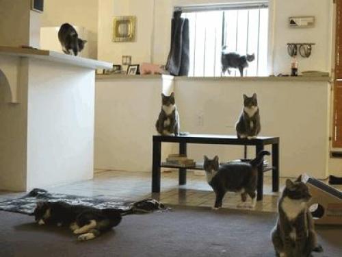 Kočky v domácnosti